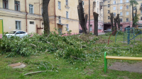 Обрезка деревьев во дворе МКД № 61 Октябрьский пр-кт.